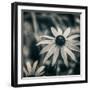 Garden at Dusk-Linda Hoey-Framed Art Print