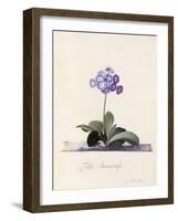 Garden Auricula, Fille Amoureuse, C.1743-Georg Dionysius Ehret-Framed Giclee Print