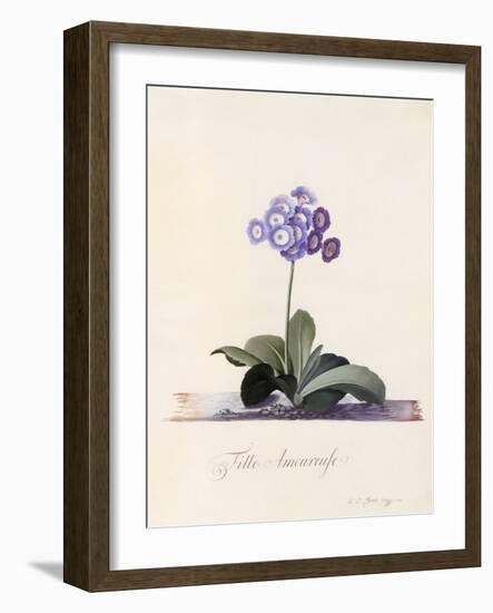 Garden Auricula, Fille Amoureuse, C.1743-Georg Dionysius Ehret-Framed Giclee Print