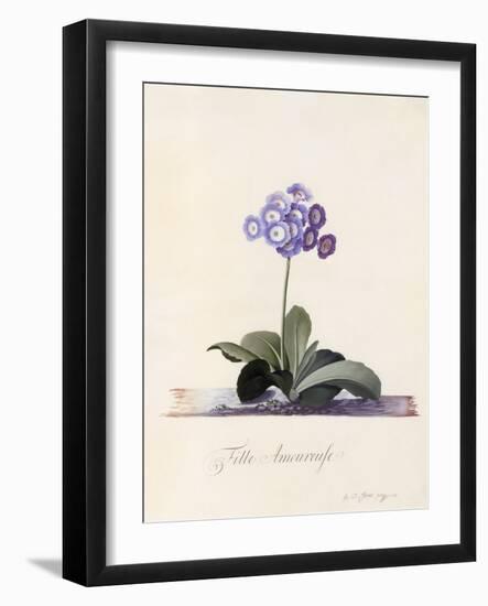 Garden Auricula, Fille Amoureuse, C.1743-Georg Dionysius Ehret-Framed Giclee Print