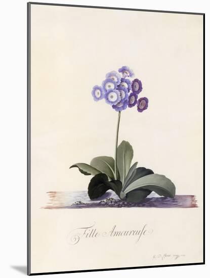 Garden Auricula, Fille Amoureuse, C.1743-Georg Dionysius Ehret-Mounted Giclee Print