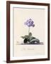 Garden Auricula, Fille Amoureuse, C.1743-Georg Dionysius Ehret-Framed Giclee Print