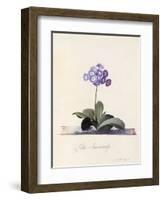 Garden Auricula, Fille Amoureuse, C.1743-Georg Dionysius Ehret-Framed Giclee Print