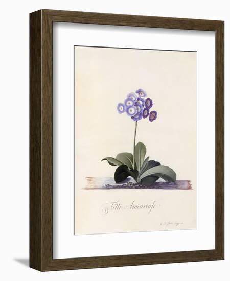 Garden Auricula, Fille Amoureuse, C.1743-Georg Dionysius Ehret-Framed Giclee Print