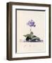 Garden Auricula, Fille Amoureuse, C.1743-Georg Dionysius Ehret-Framed Giclee Print