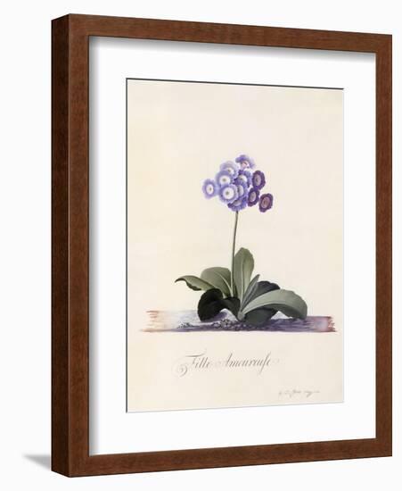 Garden Auricula, Fille Amoureuse, C.1743-Georg Dionysius Ehret-Framed Giclee Print