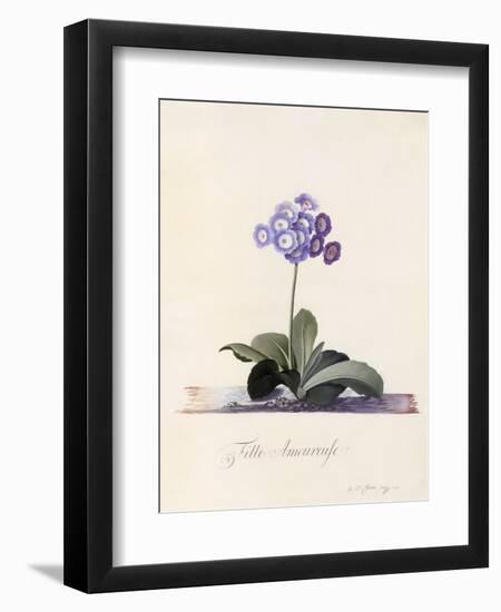 Garden Auricula, Fille Amoureuse, C.1743-Georg Dionysius Ehret-Framed Giclee Print