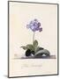 Garden Auricula, Fille Amoureuse, C.1743-Georg Dionysius Ehret-Mounted Giclee Print