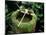 Garden Basin Covered with Moss, Japan-null-Mounted Photographic Print