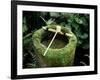 Garden Basin Covered with Moss, Japan-null-Framed Photographic Print