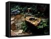 Garden Basin, Old Ryokan (Inn), Kyoto, Japan-null-Framed Stretched Canvas