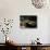 Garden Basin, Old Ryokan (Inn), Kyoto, Japan-null-Stretched Canvas displayed on a wall