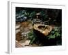 Garden Basin, Old Ryokan (Inn), Kyoto, Japan-null-Framed Photographic Print