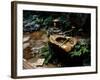 Garden Basin, Old Ryokan (Inn), Kyoto, Japan-null-Framed Photographic Print