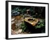 Garden Basin, Old Ryokan (Inn), Kyoto, Japan-null-Framed Photographic Print