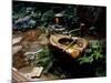 Garden Basin, Old Ryokan (Inn), Kyoto, Japan-null-Mounted Photographic Print