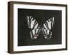 Garden Beauties II Black-Julia Purinton-Framed Art Print