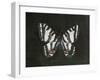 Garden Beauties II Black-Julia Purinton-Framed Art Print