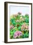 Garden Beauties II-Emily Navas-Framed Art Print