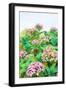 Garden Beauties II-Emily Navas-Framed Art Print