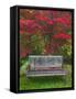 Garden Bench and Japanese Maple Tree, Steamboat Inn, Oregon, USA-Jaynes Gallery-Framed Stretched Canvas