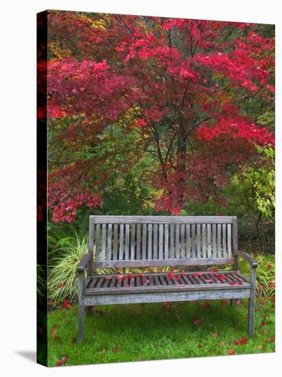 Garden Bench and Japanese Maple Tree, Steamboat Inn, Oregon, USA-Jaynes Gallery-Stretched Canvas