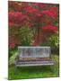 Garden Bench and Japanese Maple Tree, Steamboat Inn, Oregon, USA-Jaynes Gallery-Mounted Premium Photographic Print