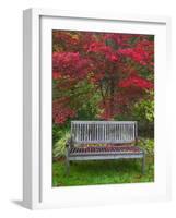 Garden Bench and Japanese Maple Tree, Steamboat Inn, Oregon, USA-Jaynes Gallery-Framed Photographic Print