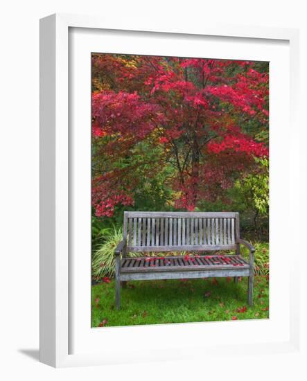 Garden Bench and Japanese Maple Tree, Steamboat Inn, Oregon, USA-Jaynes Gallery-Framed Photographic Print