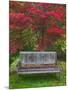 Garden Bench and Japanese Maple Tree, Steamboat Inn, Oregon, USA-Jaynes Gallery-Mounted Photographic Print