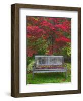 Garden Bench and Japanese Maple Tree, Steamboat Inn, Oregon, USA-Jaynes Gallery-Framed Photographic Print