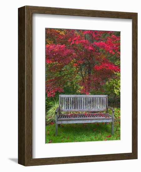 Garden Bench and Japanese Maple Tree, Steamboat Inn, Oregon, USA-Jaynes Gallery-Framed Photographic Print