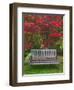 Garden Bench and Japanese Maple Tree, Steamboat Inn, Oregon, USA-Jaynes Gallery-Framed Photographic Print