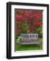 Garden Bench and Japanese Maple Tree, Steamboat Inn, Oregon, USA-Jaynes Gallery-Framed Photographic Print