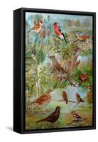 Garden Birds, 2006-Alex Williams-Framed Stretched Canvas