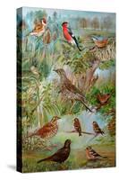Garden Birds, 2006-Alex Williams-Stretched Canvas