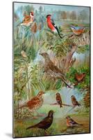 Garden Birds, 2006-Alex Williams-Mounted Giclee Print