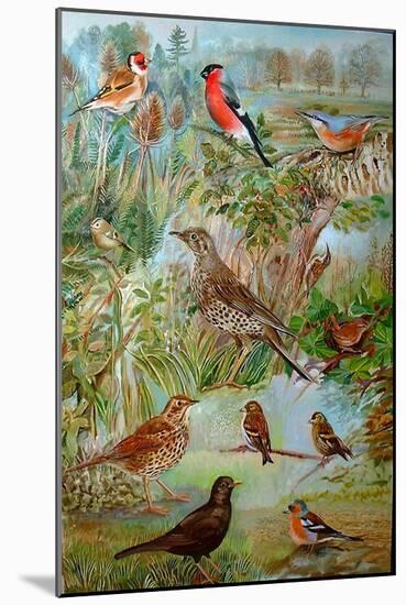 Garden Birds, 2006-Alex Williams-Mounted Giclee Print