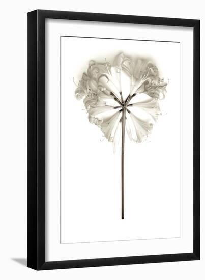 Garden Bloom #11-Alan Blaustein-Framed Photographic Print