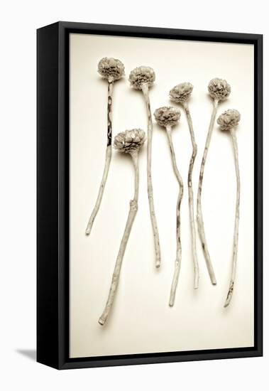 Garden Bloom #17-Alan Blaustein-Framed Stretched Canvas
