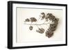 Garden Bloom #21-Alan Blaustein-Framed Photographic Print