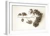 Garden Bloom #21-Alan Blaustein-Framed Photographic Print
