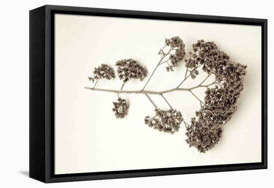 Garden Bloom #21-Alan Blaustein-Framed Stretched Canvas