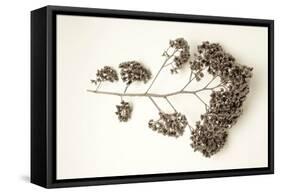 Garden Bloom #21-Alan Blaustein-Framed Stretched Canvas