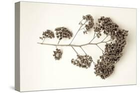 Garden Bloom #21-Alan Blaustein-Stretched Canvas