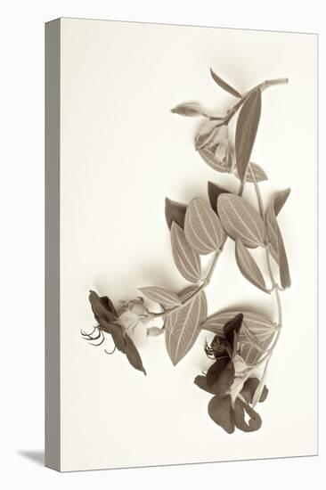 Garden Bloom #5-Alan Blaustein-Stretched Canvas