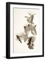 Garden Bloom #5-Alan Blaustein-Framed Photographic Print