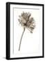 Garden Bloom #9-Alan Blaustein-Framed Photographic Print