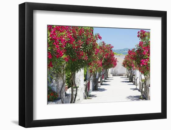 Garden Bloom, Villa Rufulo, Ravello, Italy-George Oze-Framed Photographic Print