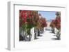 Garden Bloom, Villa Rufulo, Ravello, Italy-George Oze-Framed Photographic Print